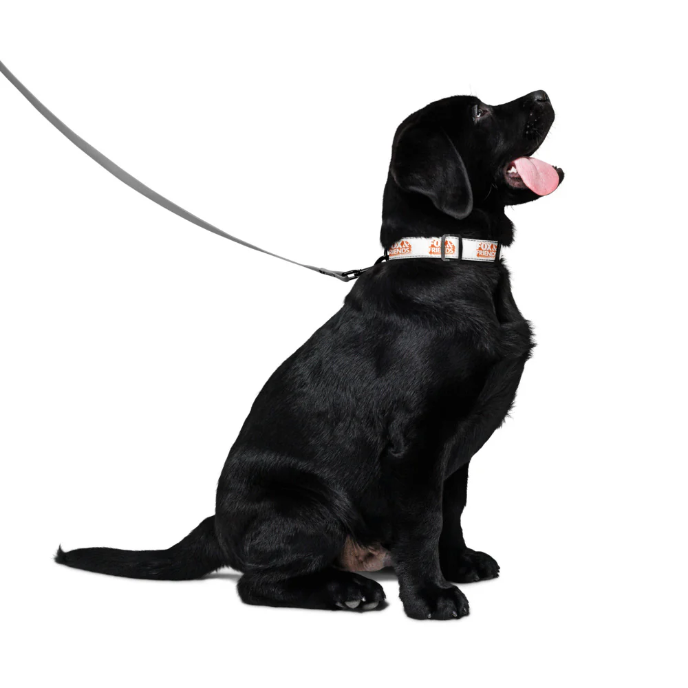 FOX & Friends Pet Collar - Image 7