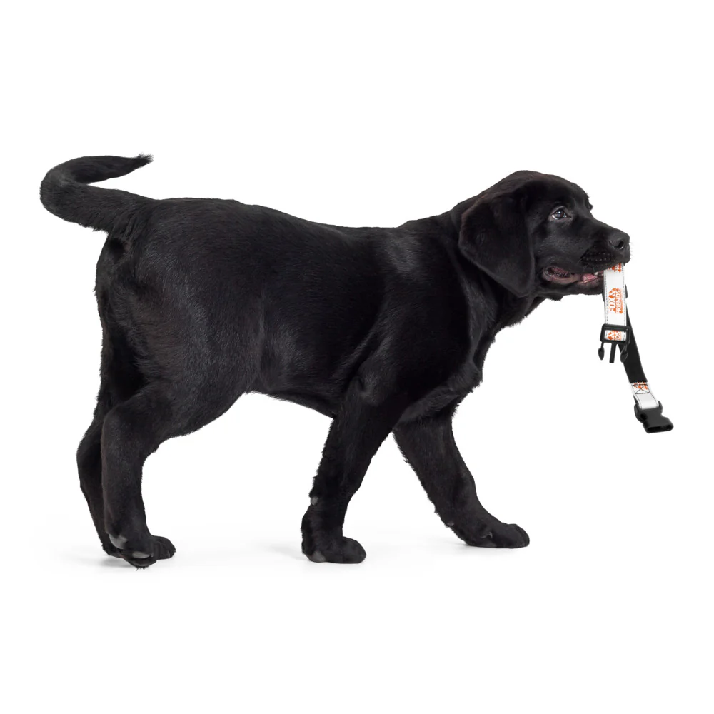 FOX & Friends Pet Collar - Image 8