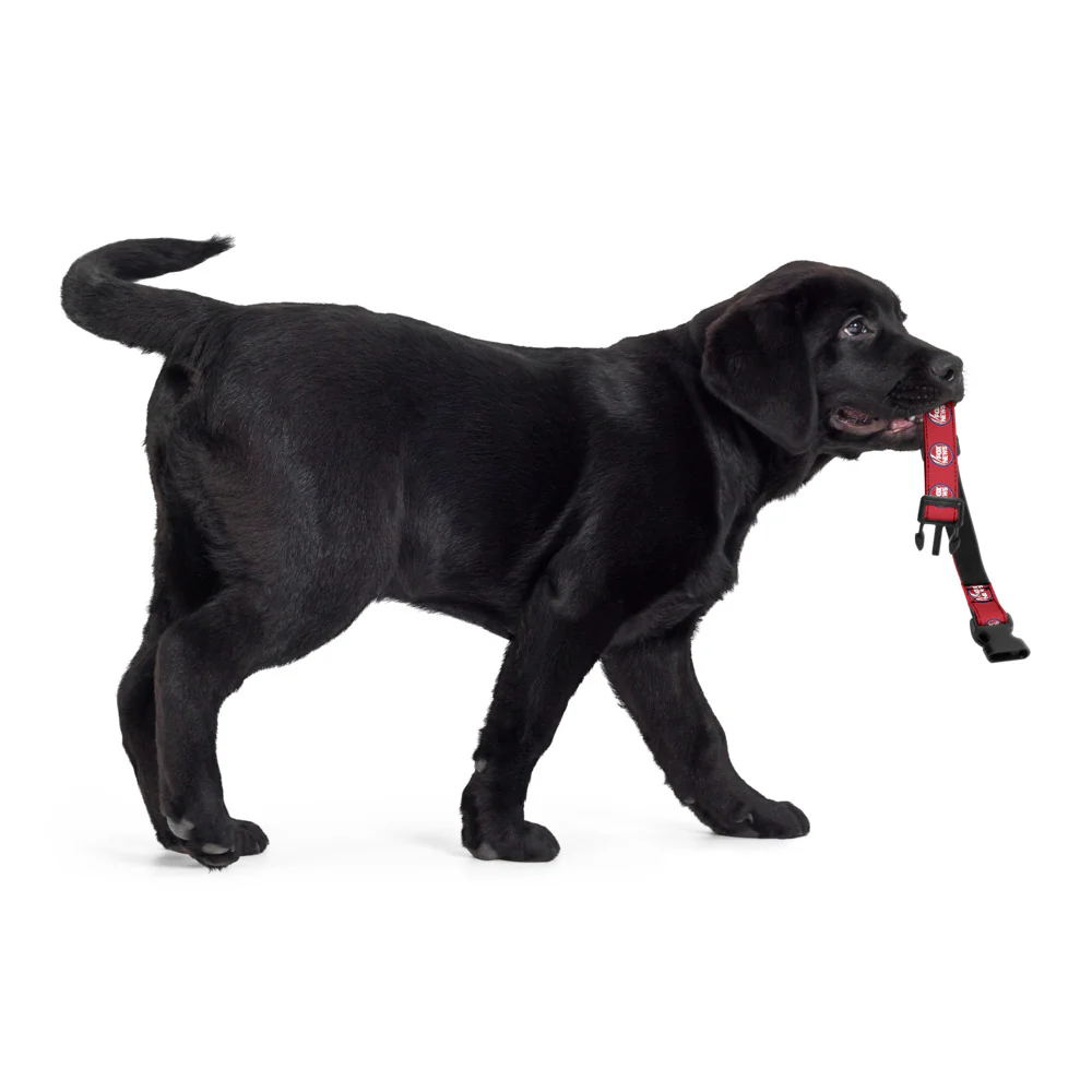 FOX News Pet Collar - Image 8