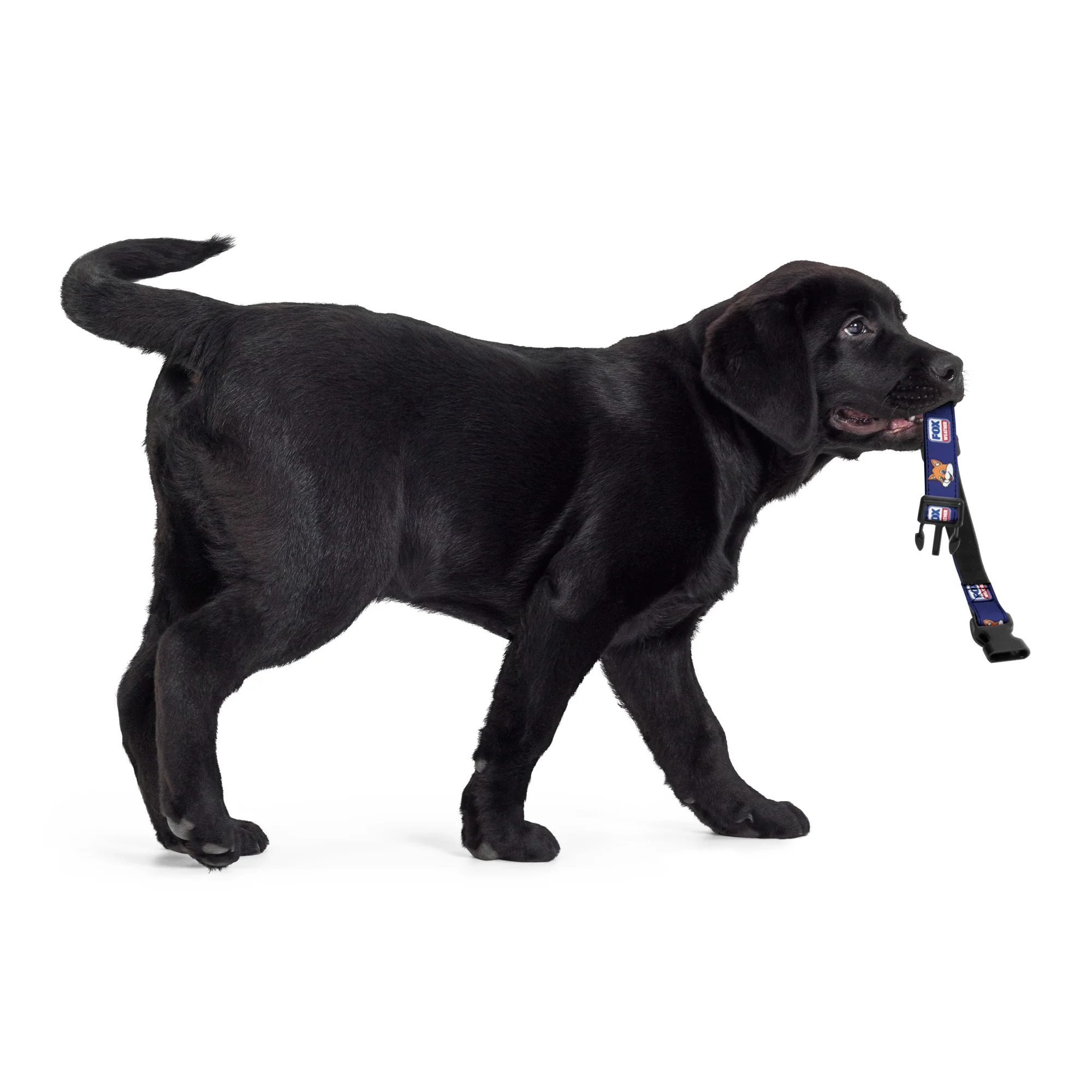 FOX Weather Sonny Pet Collar - Image 6