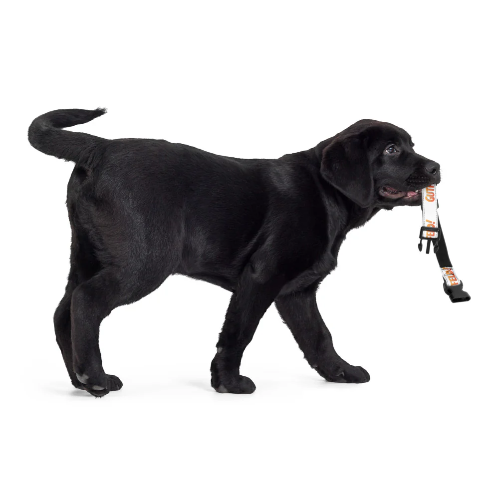 Gutfeld! Pet Collar - Image 8