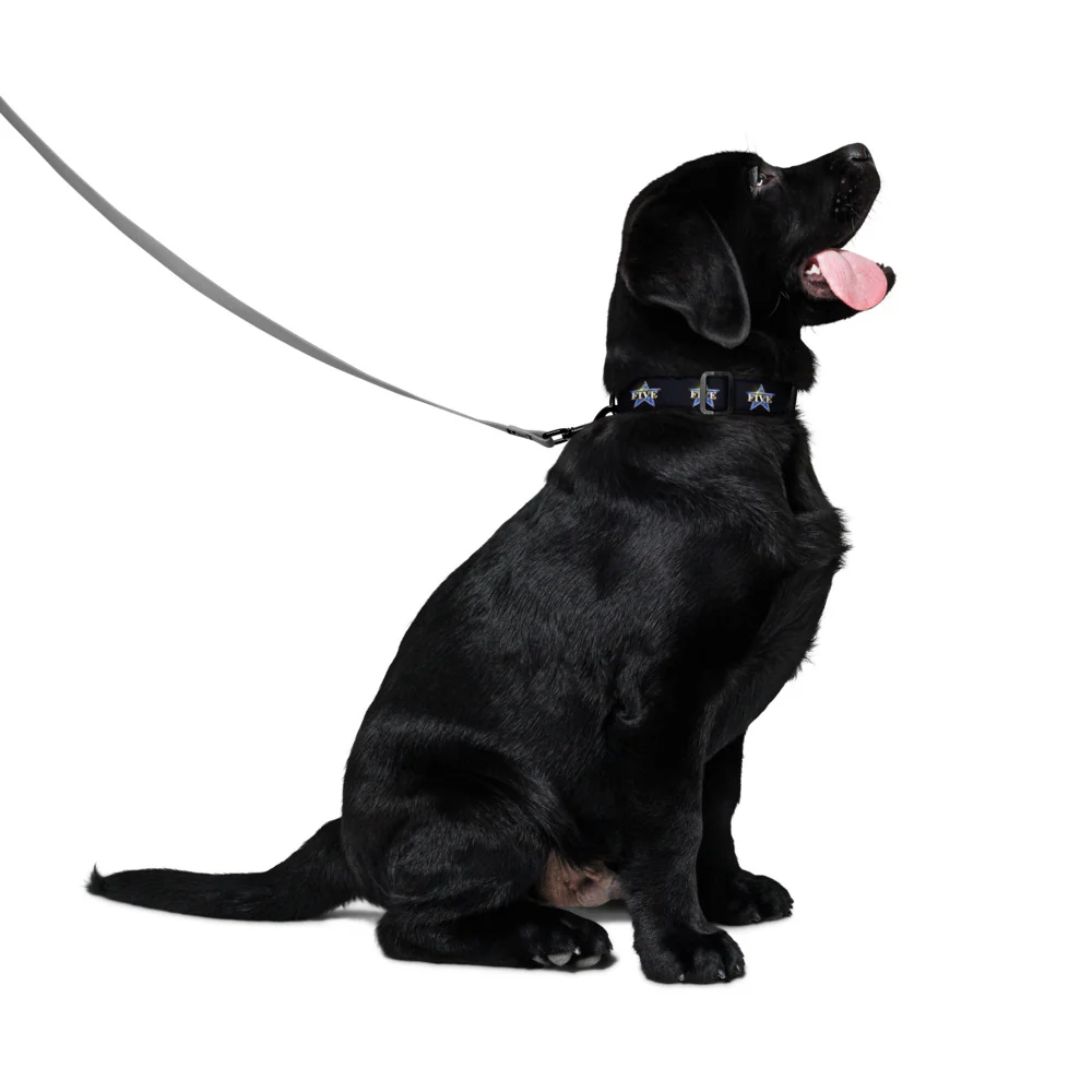 The Five Pet Collar - Image 7
