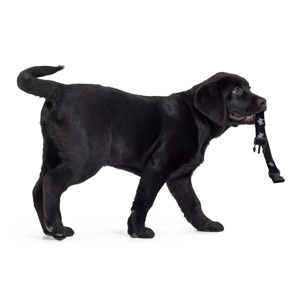 The Five Pet Collar - Image 8